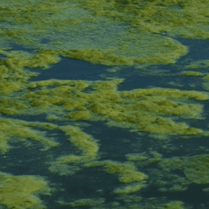 دلایل ایجاد جلبک در تانکرهای آب و راه‌های جلوگیری از آن